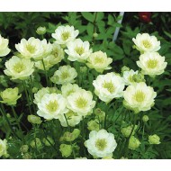 Купальница Trollius Alabaster